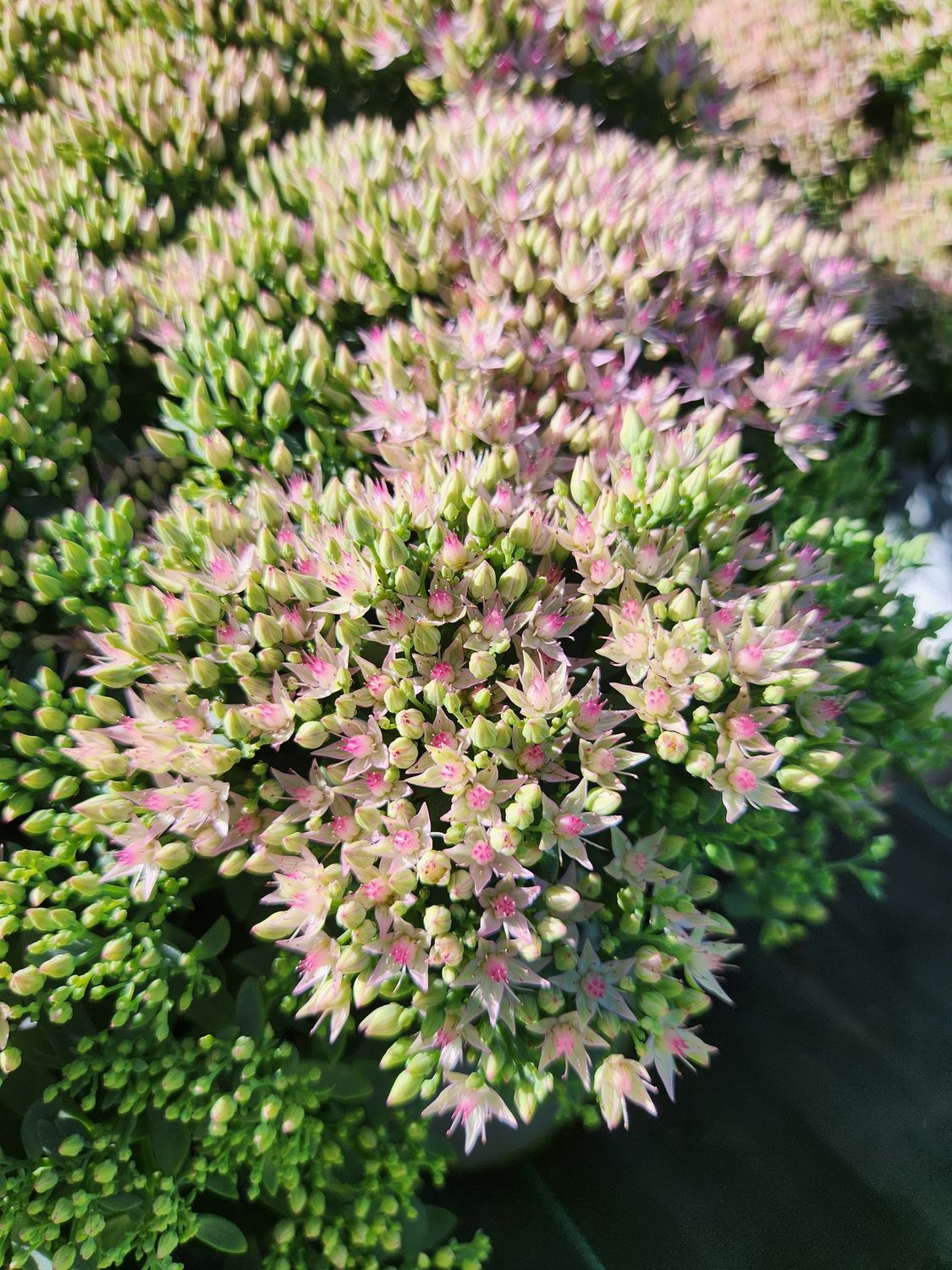 Sedum Pride and Joy