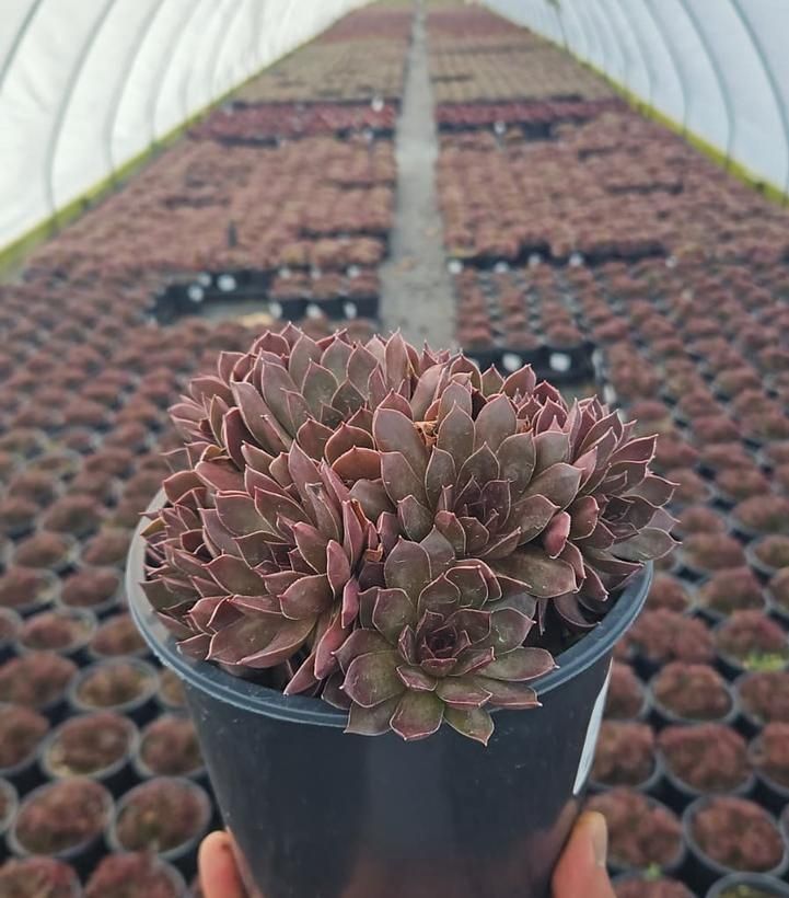 Hens and Chicks Chocolate Kiss