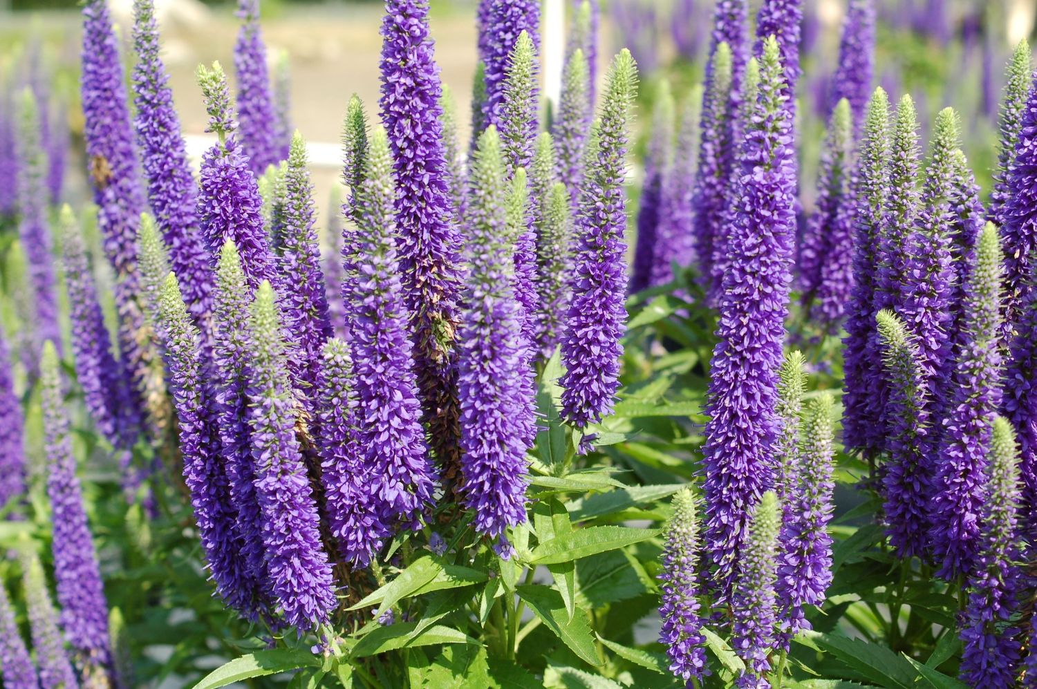 Veronica Royal Candles