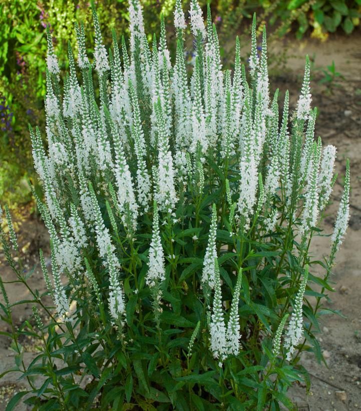 Veronica White Wands