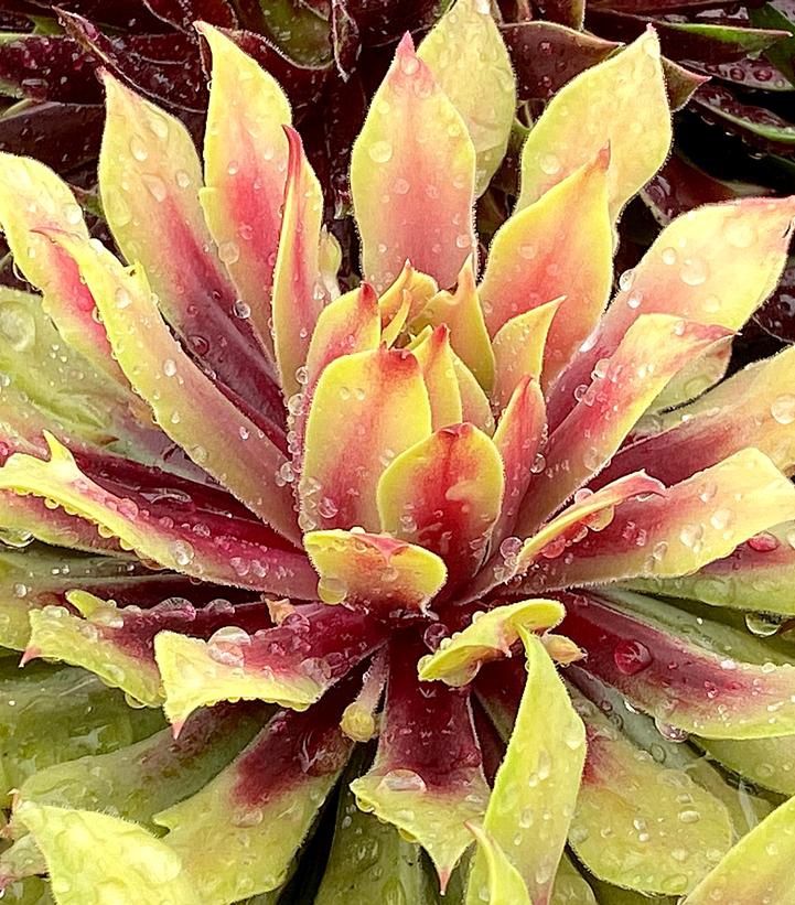 Hens and Chicks Lemon Waves