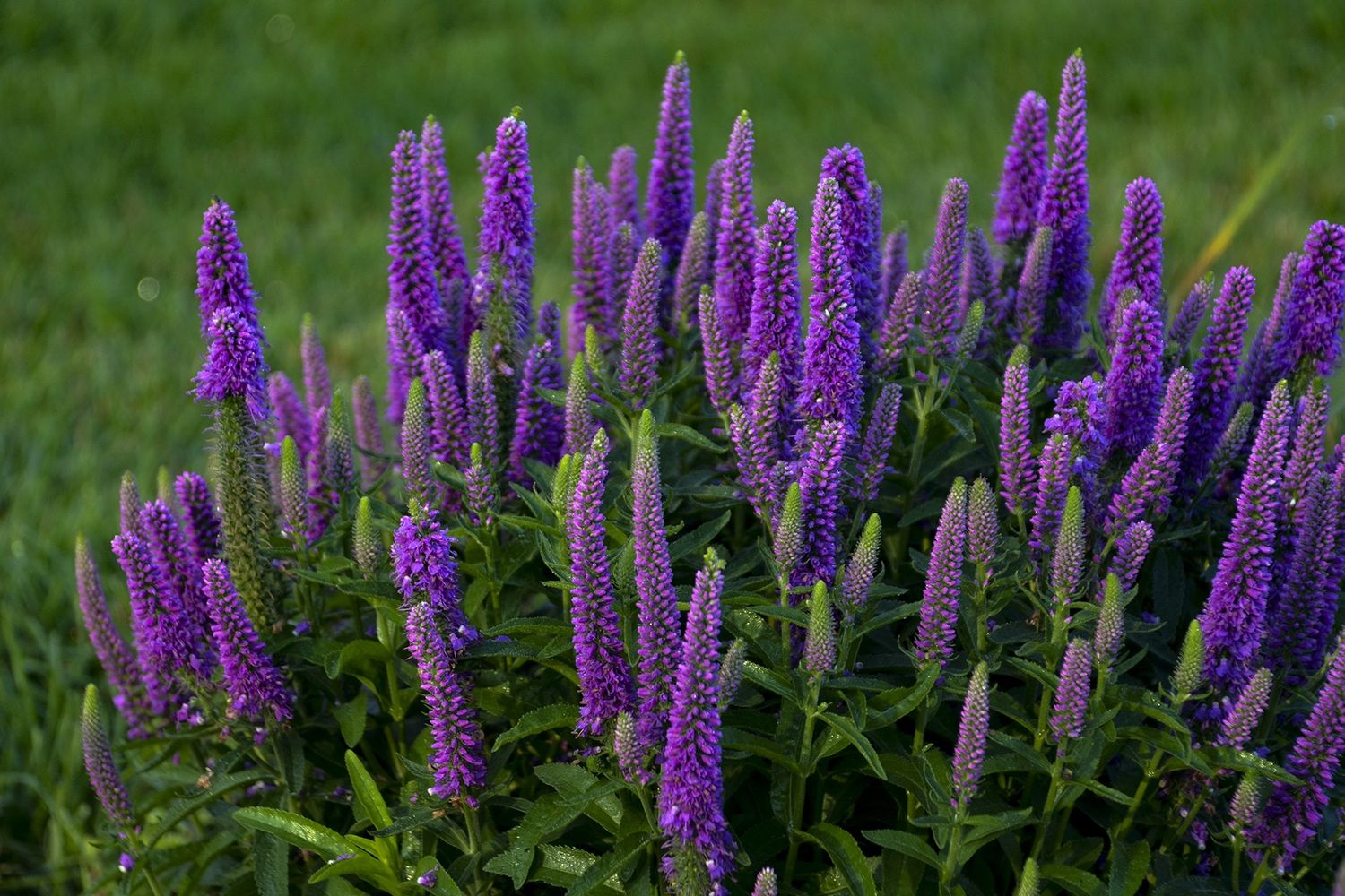 Veronica Purple Illusion