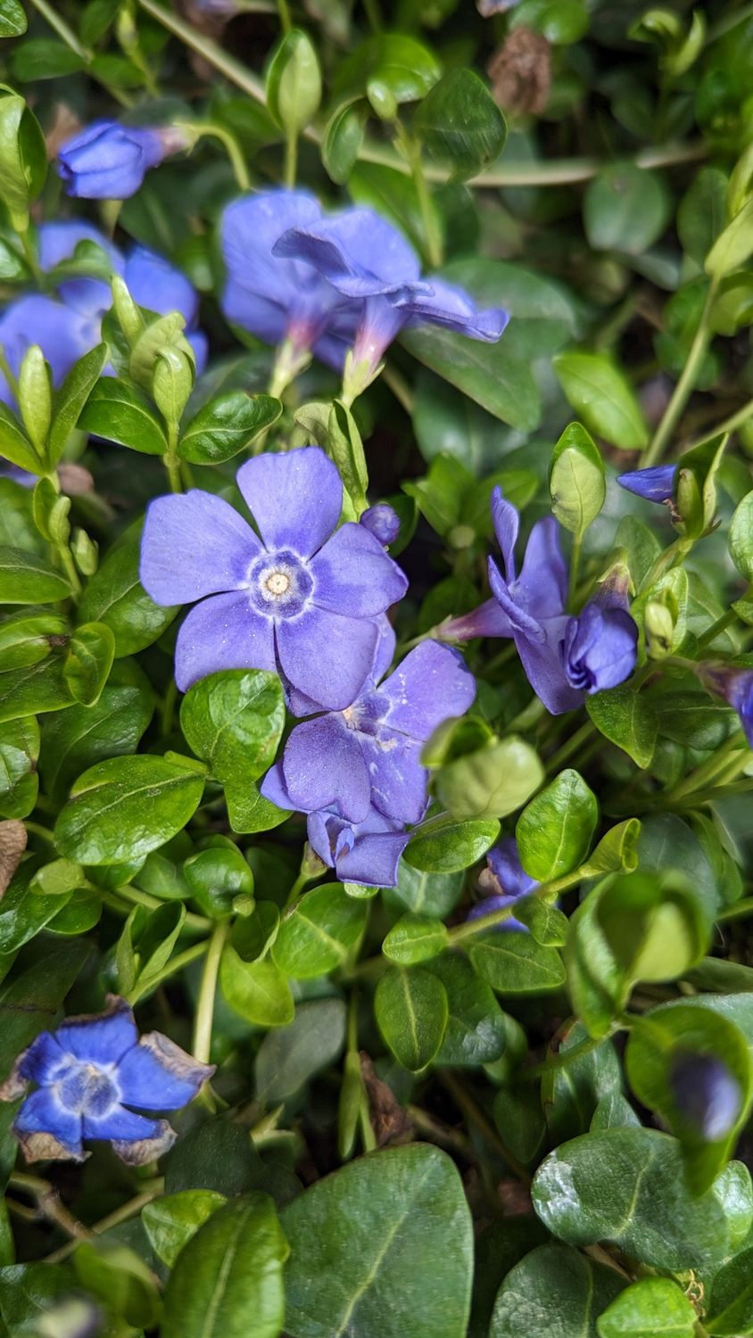 Vinca Minor Bowles