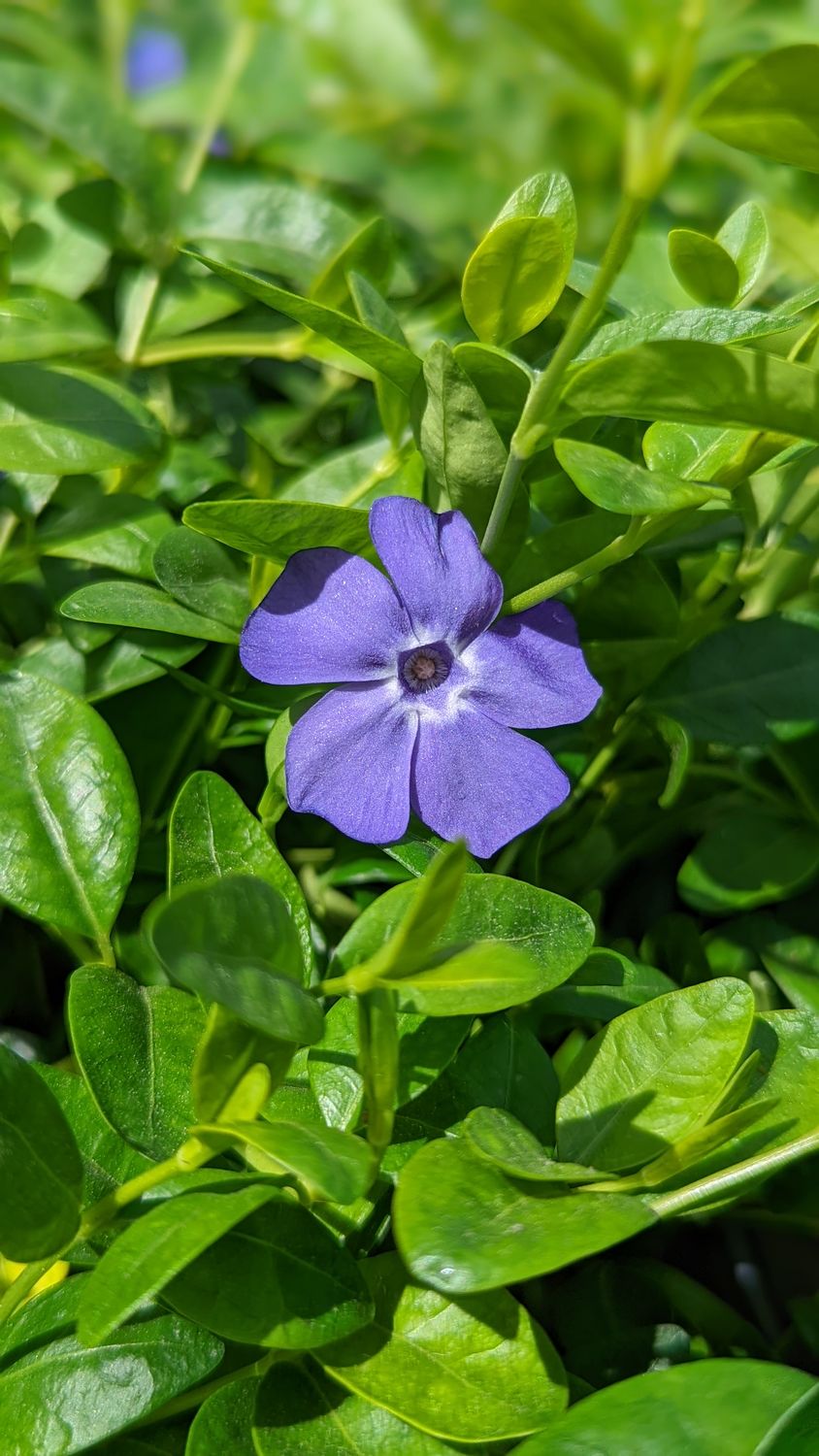Vinca Minor Bowles