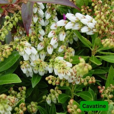 Andromeda, Size: #3, Variety: Cavatine