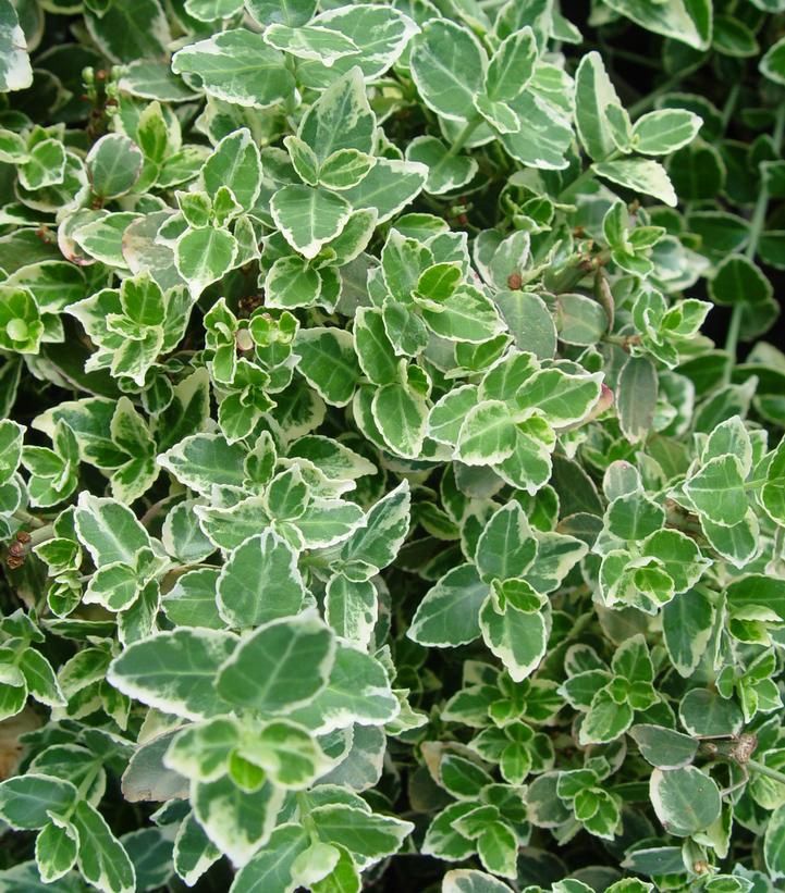 Euonymous Shrubs, Size: #3, Variety: Emerald Gaiety