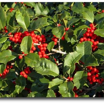 Holly Shrubs, Size: #3, Variety: Berryific