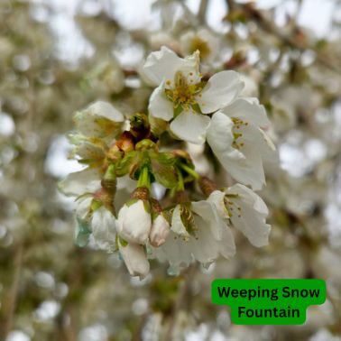 Flowering Cherry Trees, Size: #7, Variety: Weeping Snow Fountain (White)