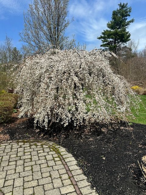 Flowering Cherry Trees