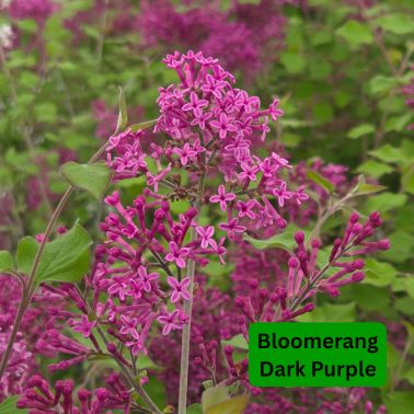 Lilac Shrubs, Size: #3, Variety: Bloomerang Dark Purple