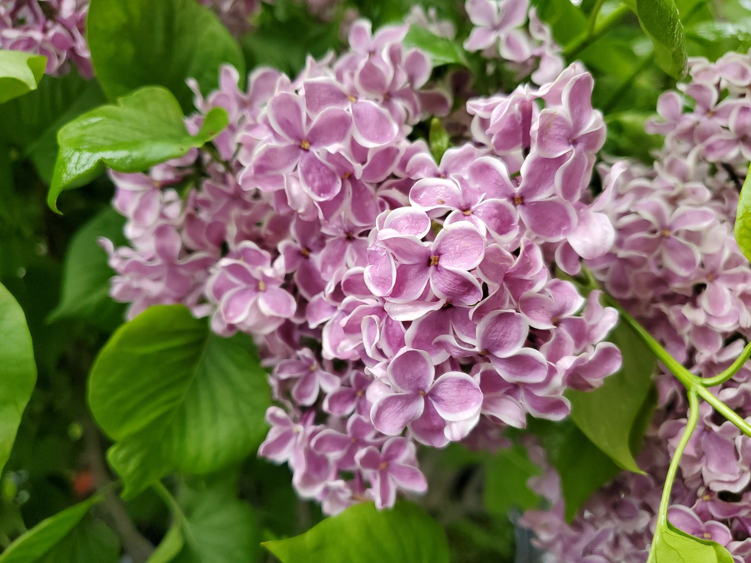 Lilac Shrubs