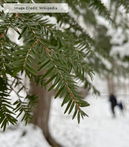 Eastern Hemlock