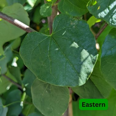 Redbud Trees, Size: #7, Variety: Eastern