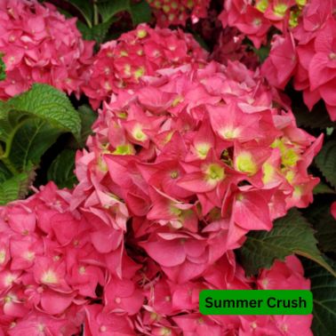 Hydrangea Shrubs