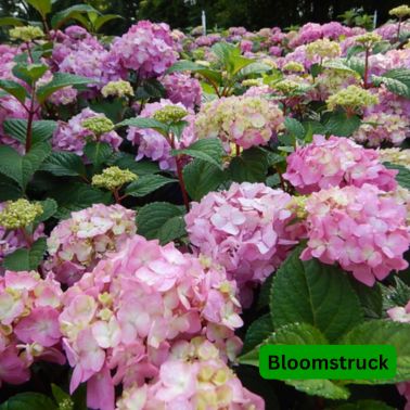 Hydrangea Shrubs, Variety: Bloomstruck