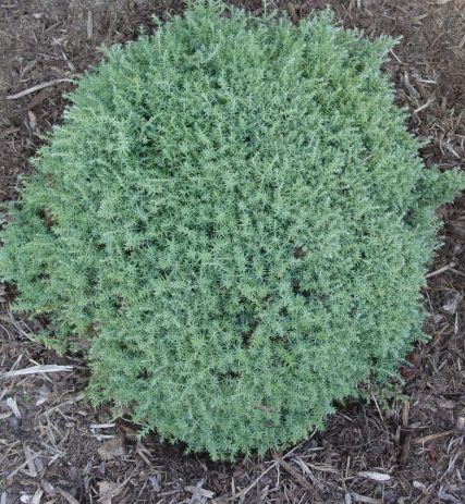 Blue Feathers Chamaecyparis