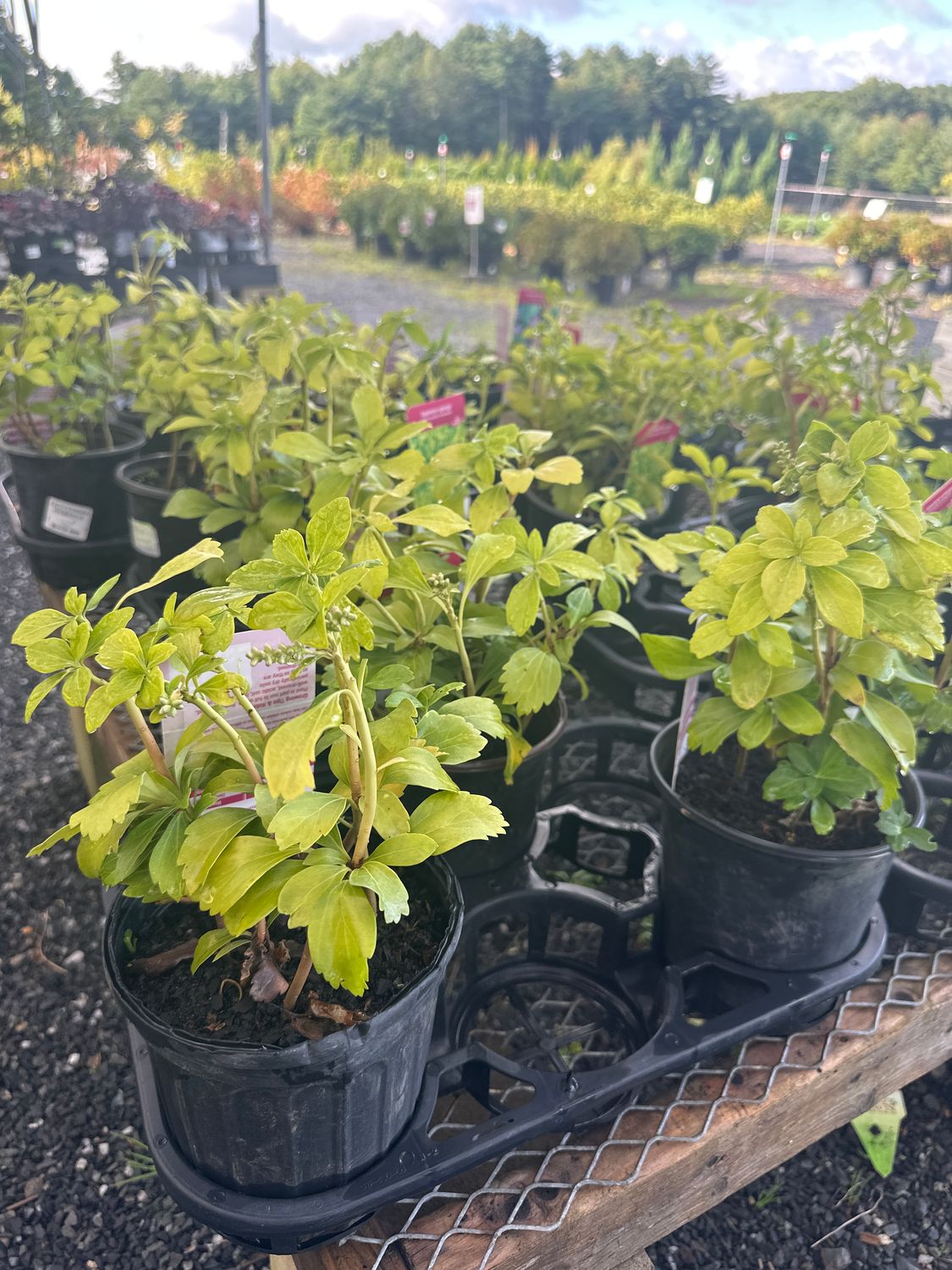 Pachysandra Japanese Spurge