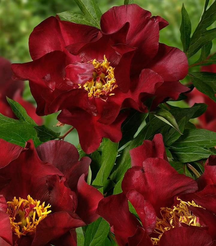 Peony ITOH Scarlet Heaven