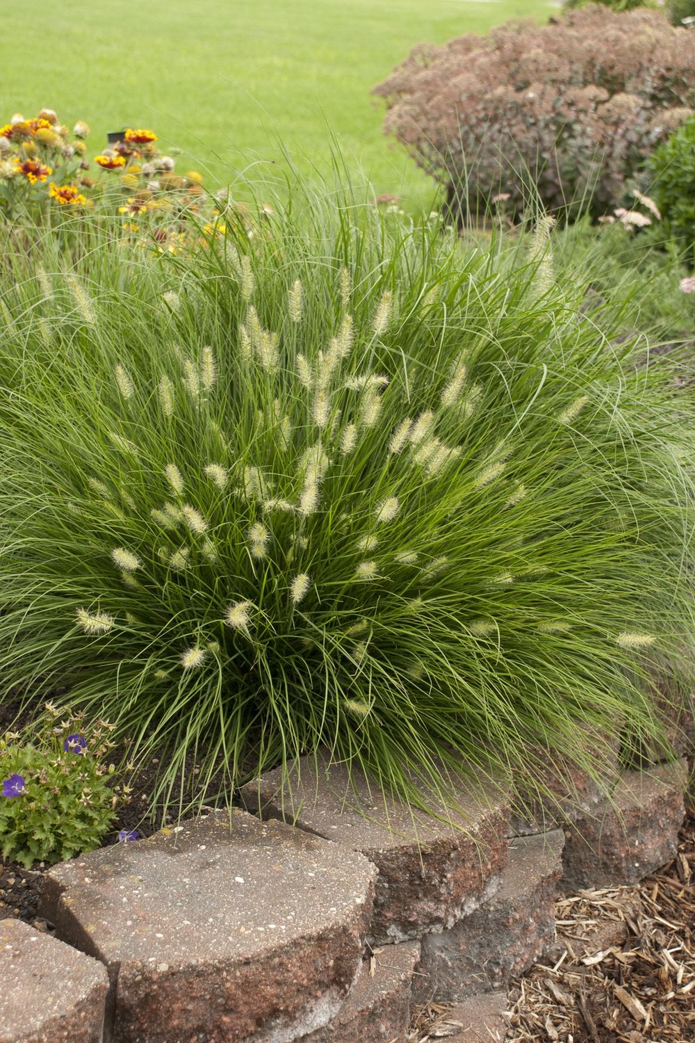Little Bunny Dwarf Fountain Grass
