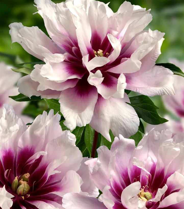 Peony ITOH Cora Louise