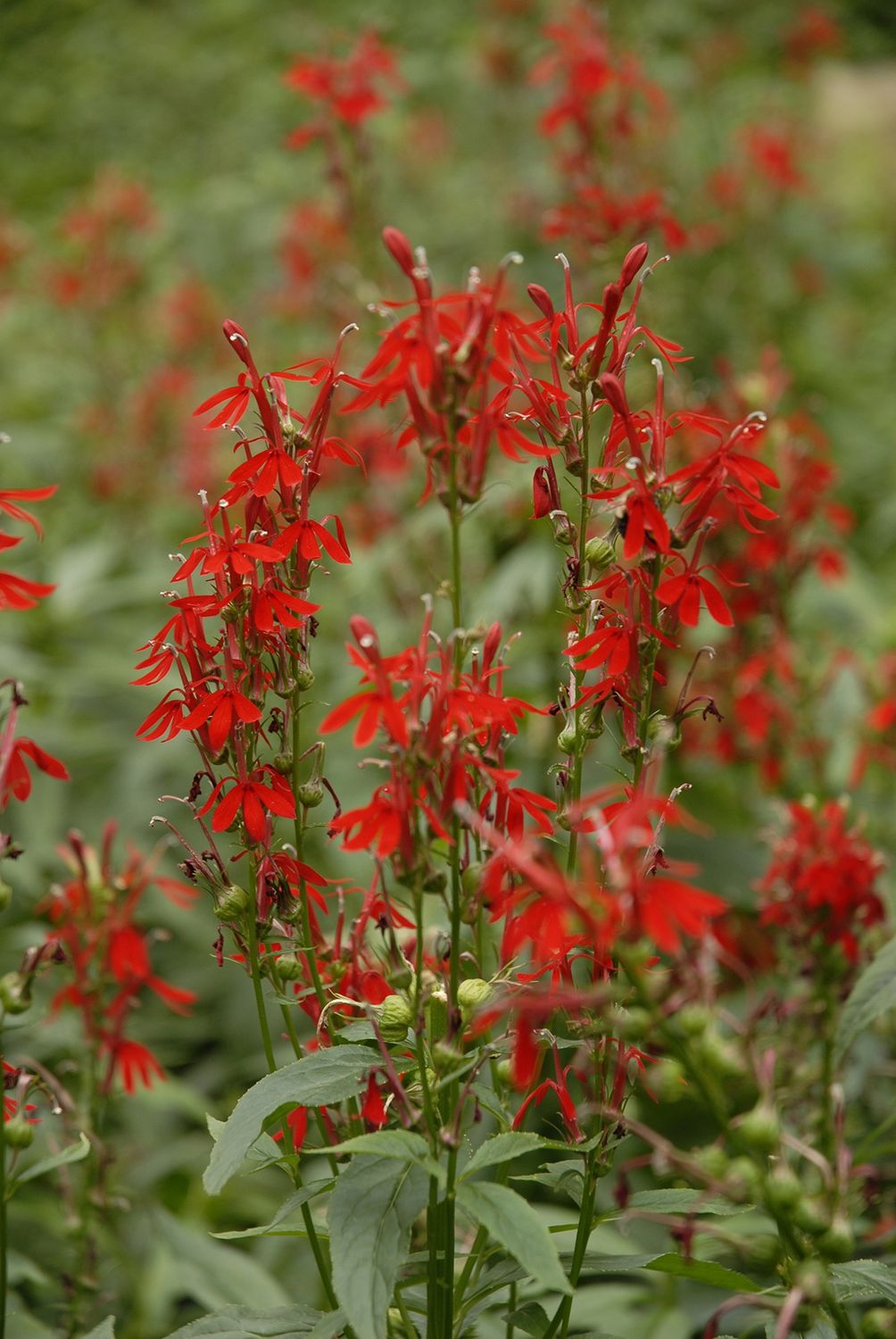 Lobelia Cardinal Flower