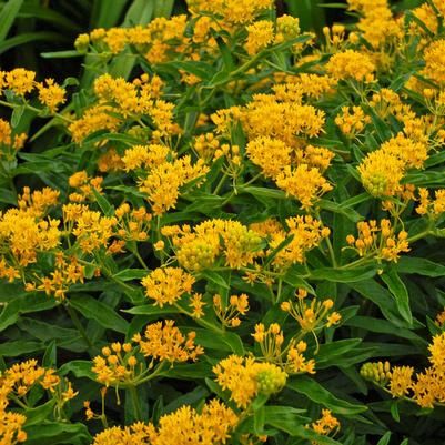 Asclepias Hello Yellow