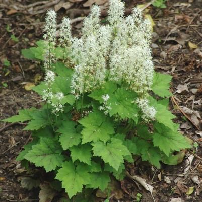 Tiarella Cordifola Foam Flower