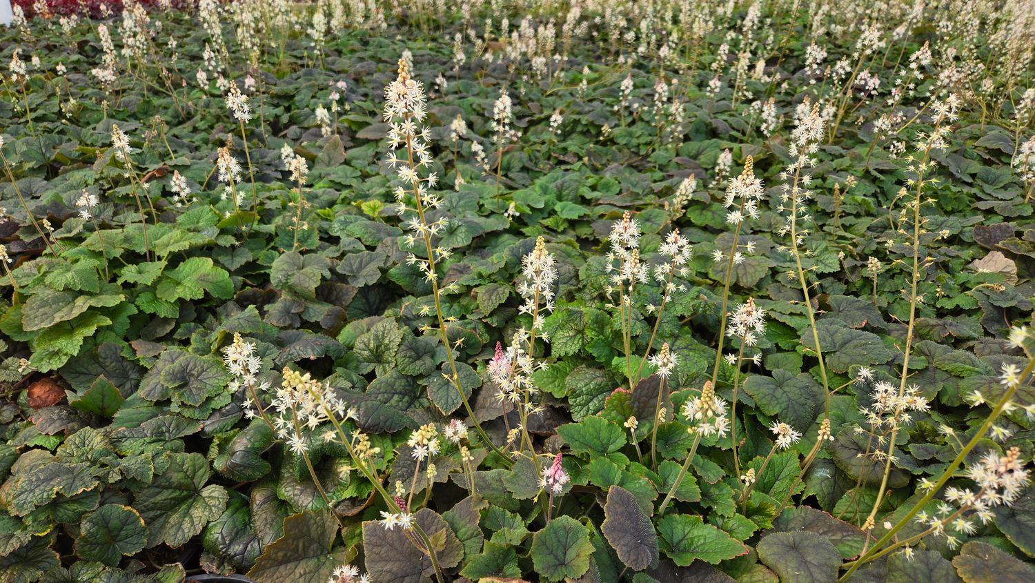 Tiarella Cordifola Foam Flower