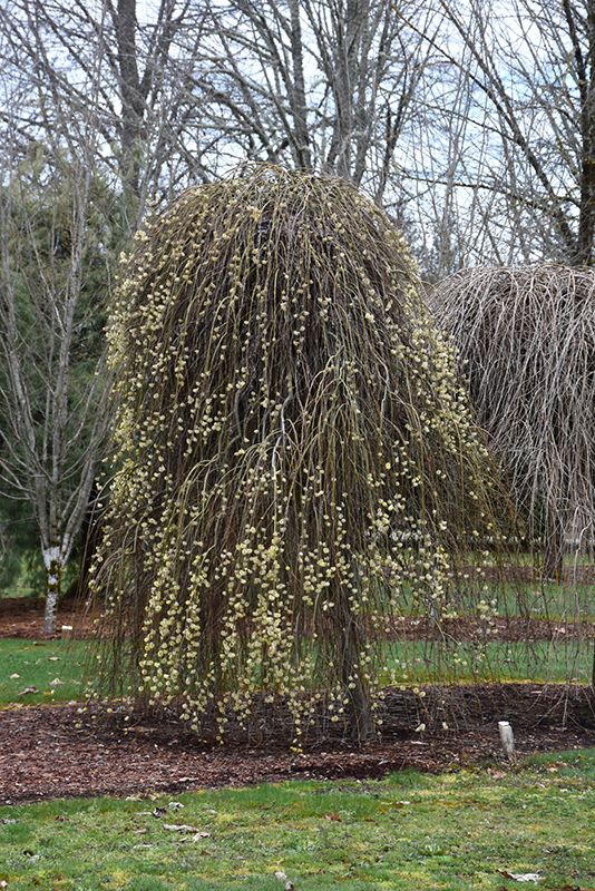 Weeping Pussy Willow