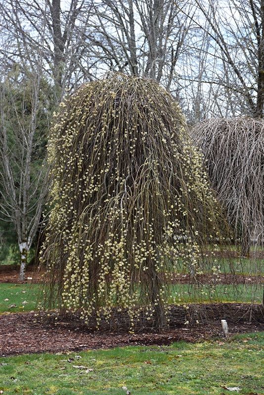 Weeping Pussy Willow