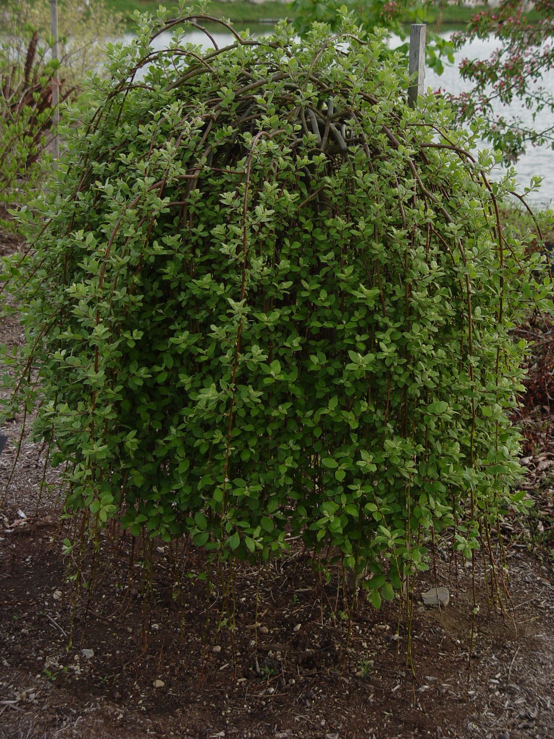 Weeping Pussy Willow