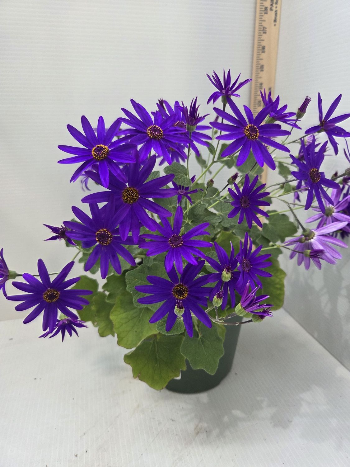 Baby Senetti Pericallis