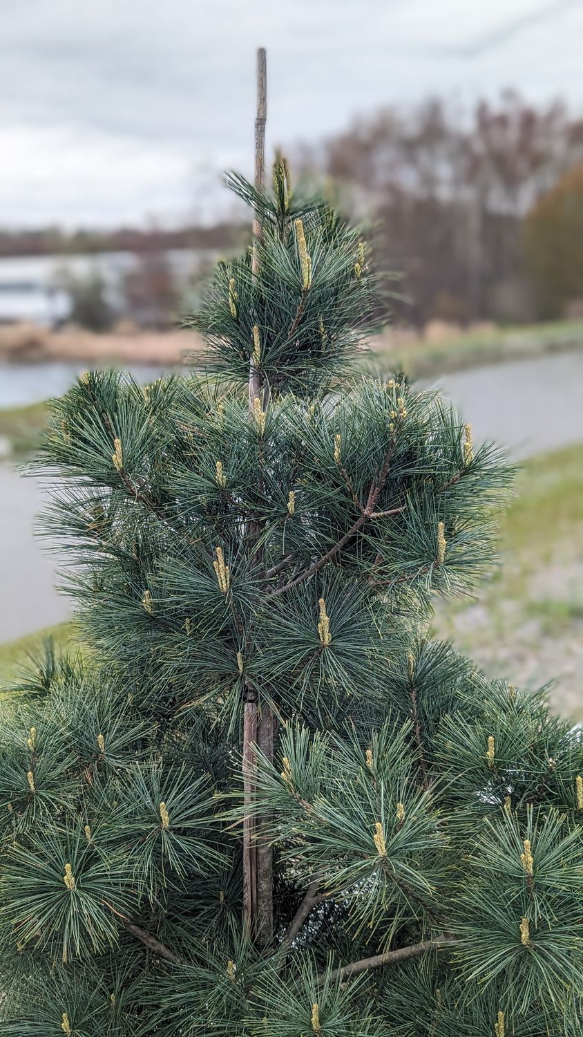 Eastern White Pine