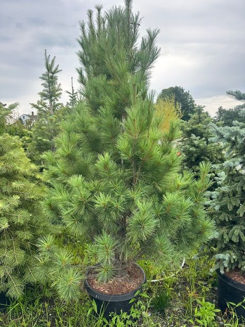 Eastern White Pine