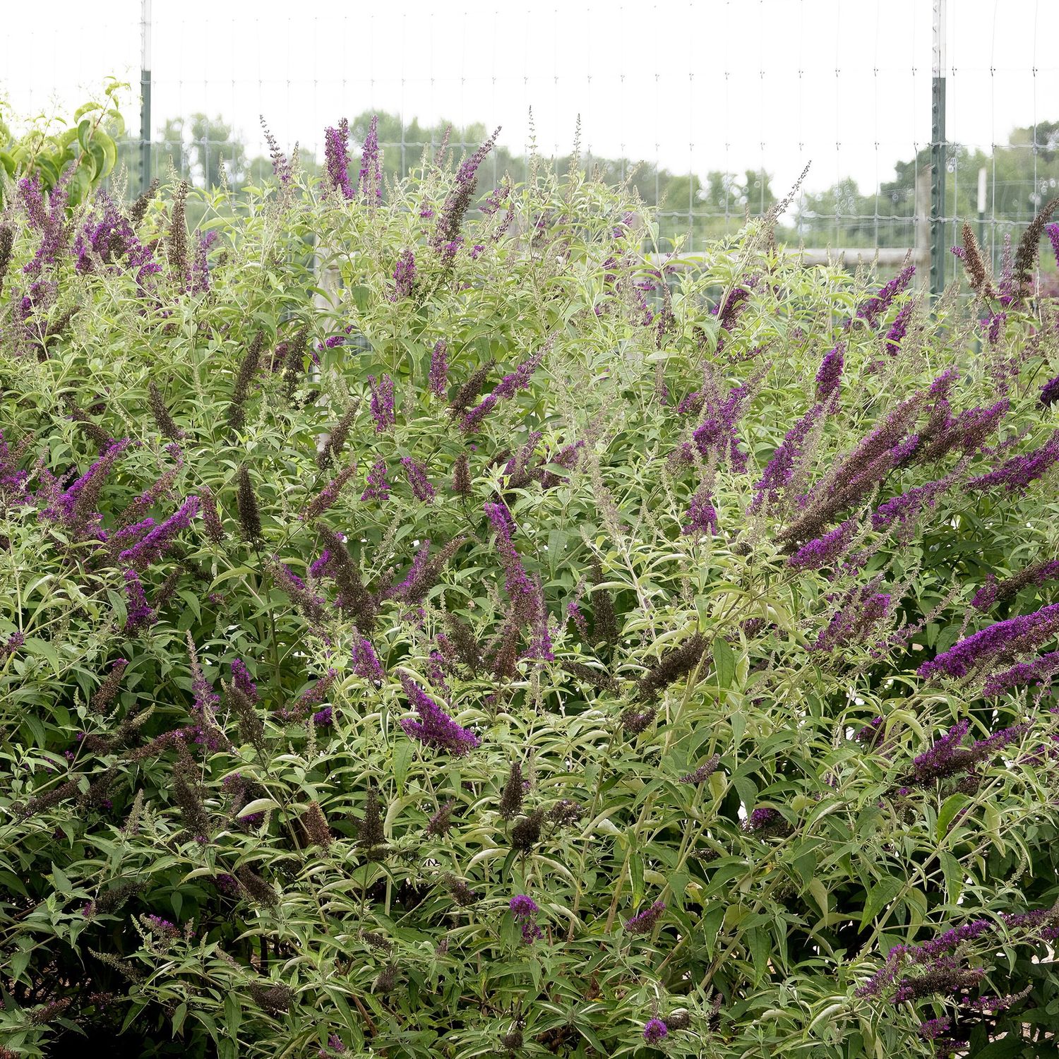 Butterfly Bushes