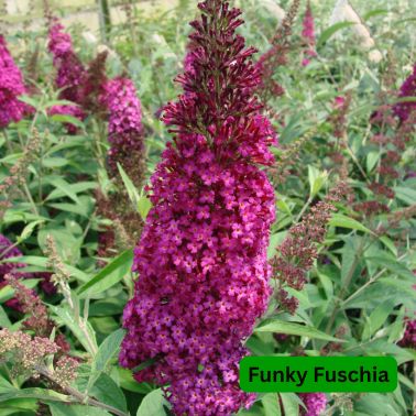 Butterfly Bushes, Size: #3, Variety: Funky Fuschia