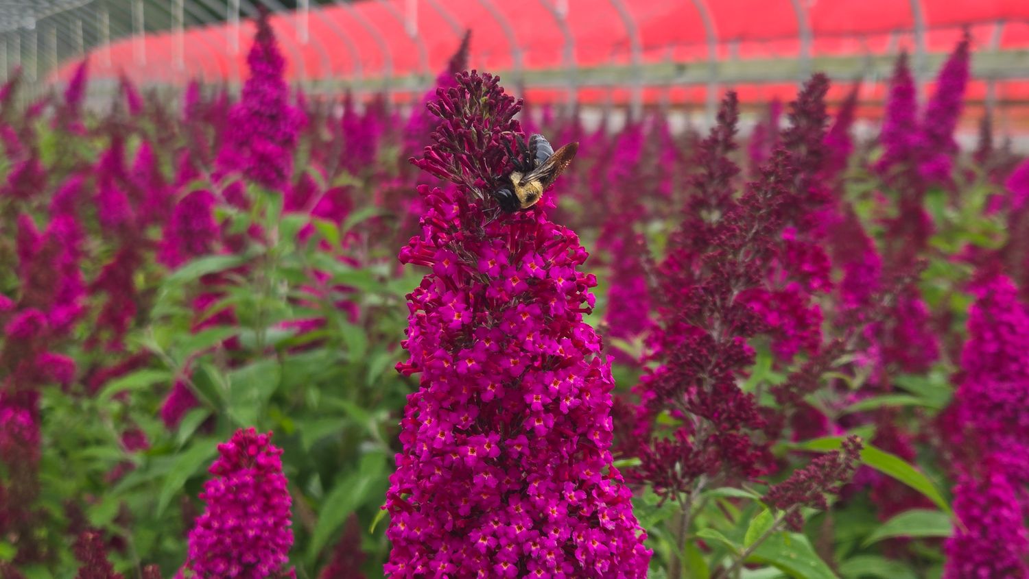 Butterfly Bushes, Size: #3, Variety: Funky Fuchsia