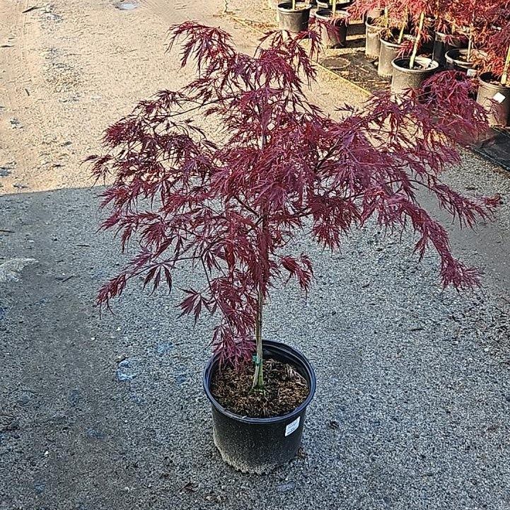 Japanese Maples
