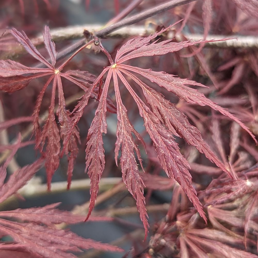 Japanese Maples
