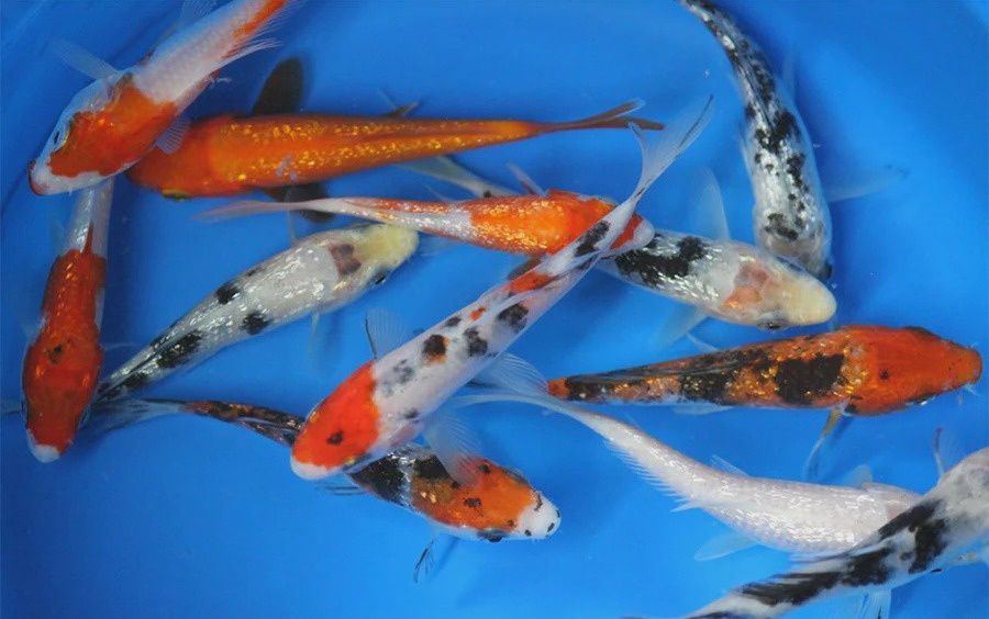 Koi 10"