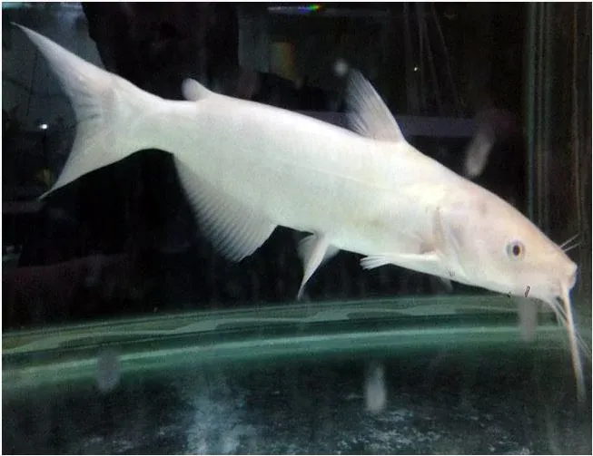 Albino Catfish 3"