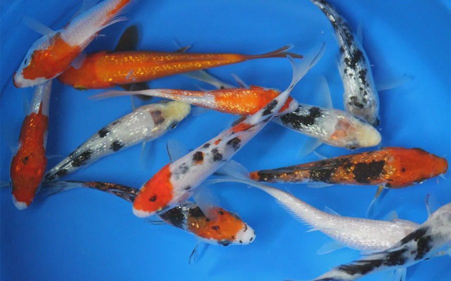 Koi 5"