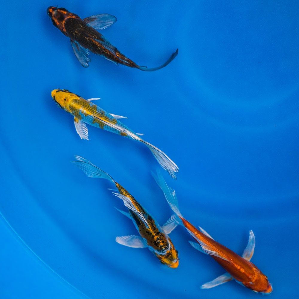 Butterfly Koi 8"