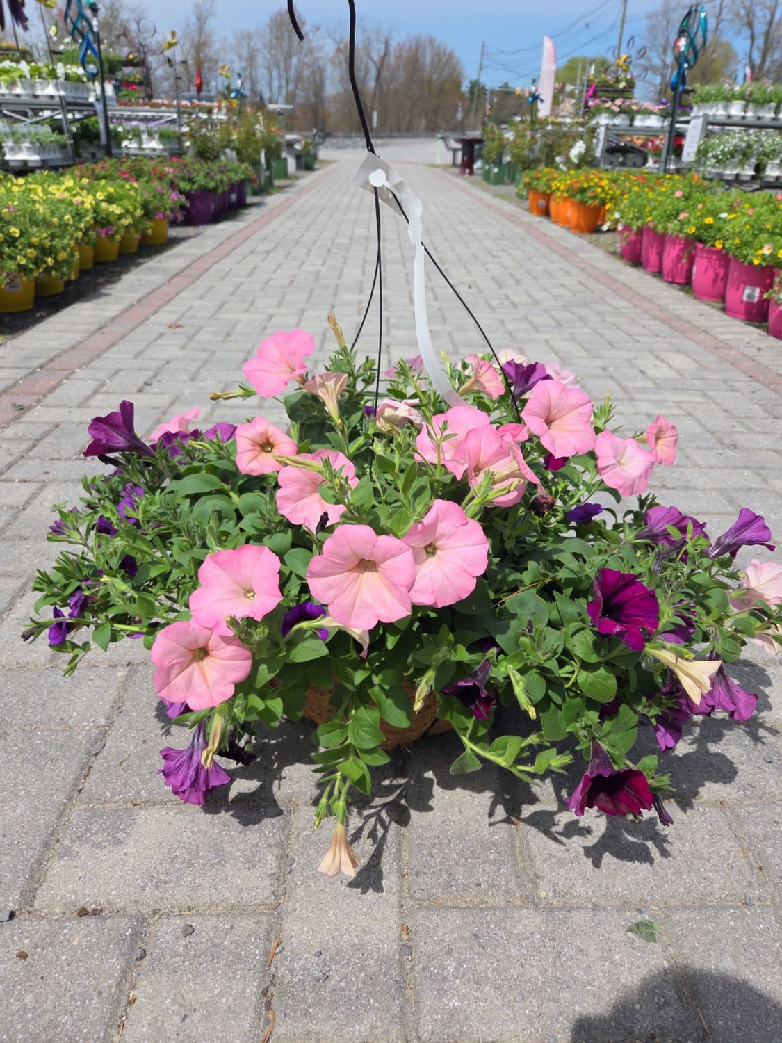 Hanging Basket Cocoa Lined