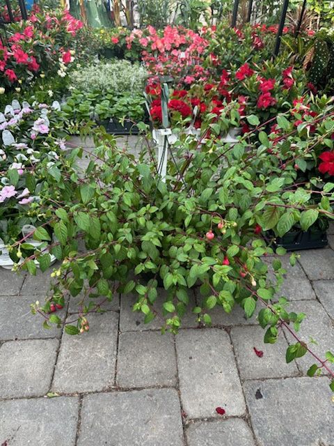 Hanging Fuchsia Swingtime
