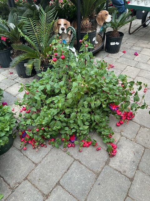 Hanging Fuchsia Darkeyes