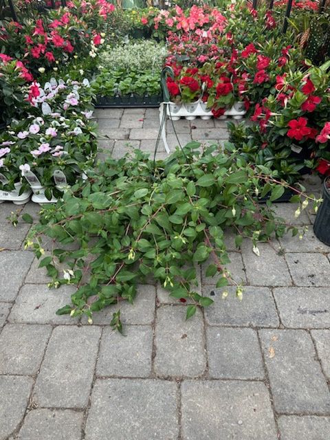 Hanging Fuchsia Giant Purple