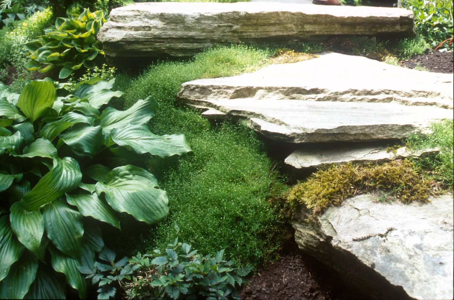 Irish Moss Sagina Subulata