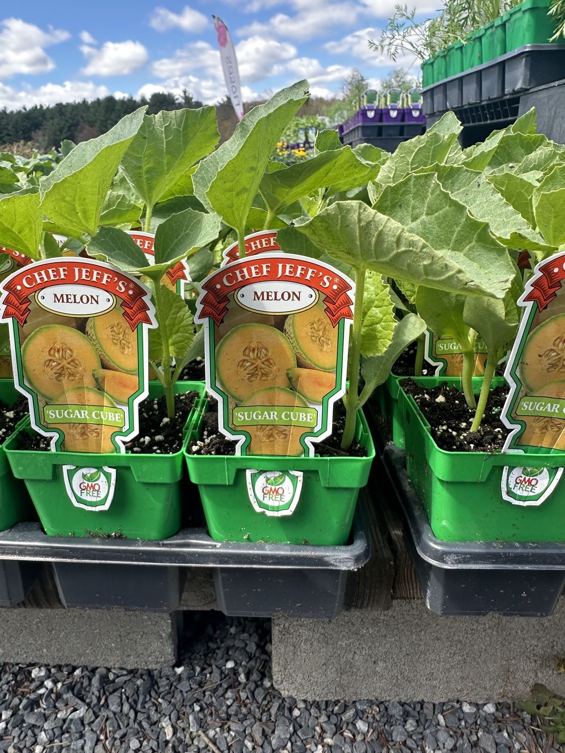 Cantaloupe Seedling
