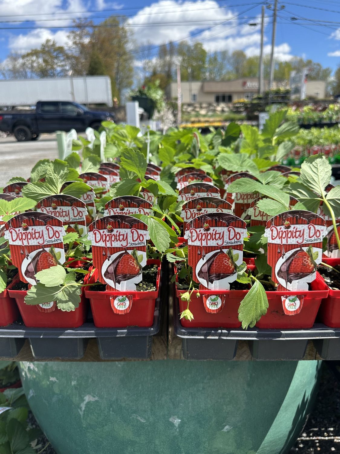 Strawberry Seedling Dippity Doo